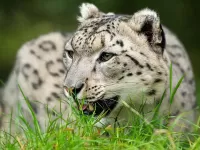 パズル Snow Leopard
