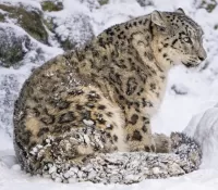 Jigsaw Puzzle Snow Leopard