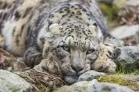 Quebra-cabeça Snow Leopard