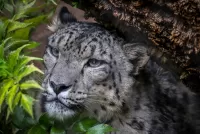 Пазл Snow Leopard