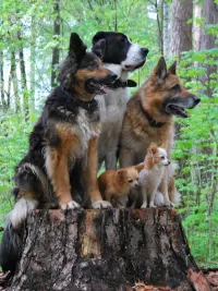 Слагалица Dog family