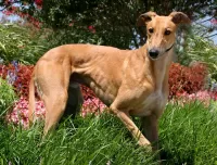 Rompicapo Greyhound dog