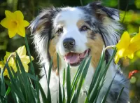 Zagadka Dog and daffodils