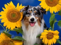 Rompecabezas Dog and sunflowers