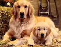 Слагалица dog and puppy
