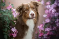 Bulmaca Dog and flowers