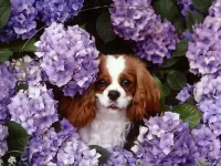 Bulmaca Dog and flowers