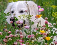 Puzzle dog and flowers