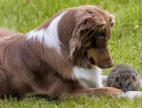 Jigsaw Puzzle Dog and hedgehog