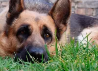 Zagadka Dog on the grass