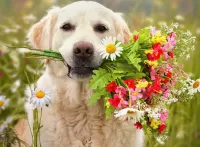 Puzzle Dog with a bouquet