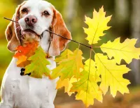 Jigsaw Puzzle Dog with a branch