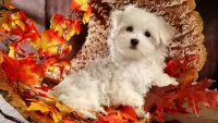Jigsaw Puzzle Dog in the leaves