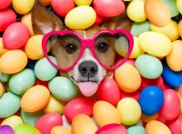 Jigsaw Puzzle Dog with glasses
