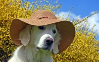 Zagadka The dog in the hat
