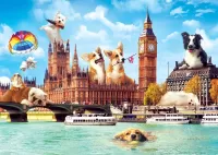 Puzzle dogs in london