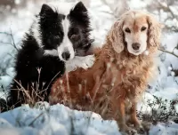 Пазл Собаки зимой 