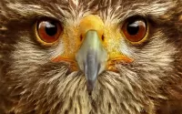 Слагалица Falcon sight