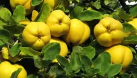 Puzzle Sun of the quince