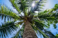 Bulmaca Sun palm