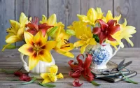 Bulmaca Solnechnie lilii
