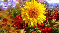 Zagadka Sun flower