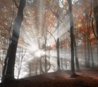 パズル Sun and forest
