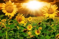 Puzzle Sun and sunflowers