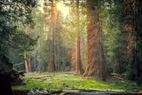 Zagadka Sun in the forest