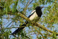 Puzzle Magpie on branch