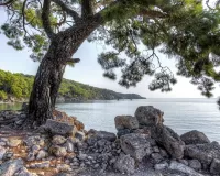 Jigsaw Puzzle Pine on the shore