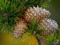 Слагалица Pine cones