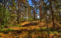 Jigsaw Puzzle Pine forest