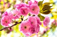 Пазл Соцветие весны