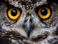 Bulmaca Owl