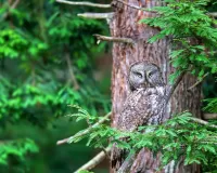 Slagalica Owl