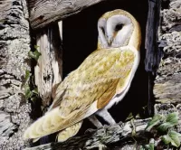 Rompicapo Owl