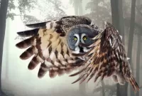 Puzzle Owl