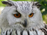 Rompecabezas Owl 1