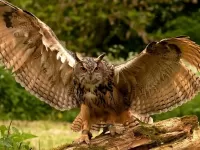 Quebra-cabeça Owl 2