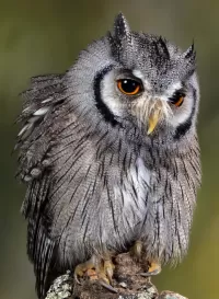 Quebra-cabeça Owl