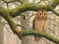 Rätsel Owl