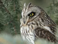 Слагалица Owl