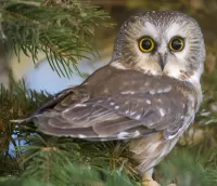 Rompecabezas Owl