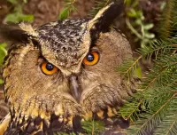Slagalica Owl
