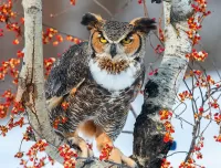 パズル Owl
