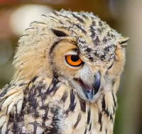 Rompecabezas Owl 3