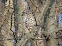 Zagadka Owl 4