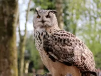 Rompecabezas Owl 5