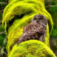 Puzzle Owl and moss